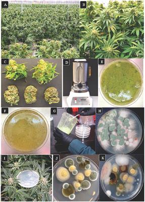 Total yeast and mold levels in high THC-containing cannabis (Cannabis sativa L.) inflorescences are influenced by genotype, environment, and pre-and post-harvest handling practices